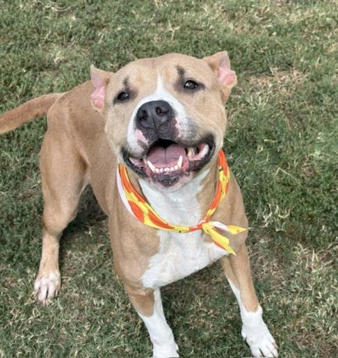CHLOE - Pit Bull Terrier available for adoption