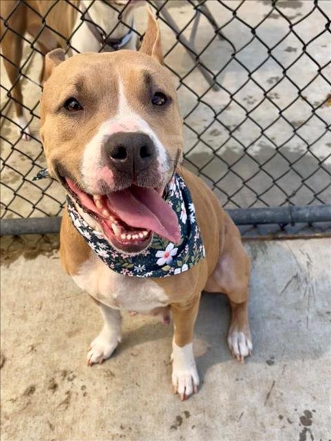 CHLOE - Pit Bull Terrier available for adoption