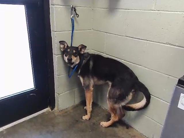 BUDDAH - German Shepherd Dog available for adoption