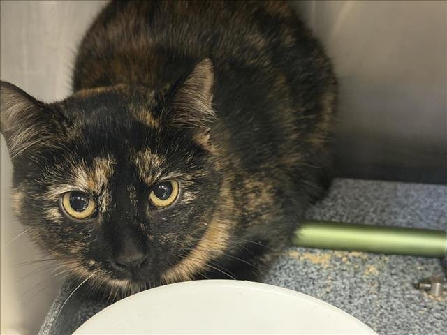 MARY J BLIGE - Domestic Short Hair available for adoption