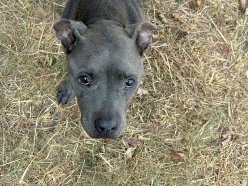 ANGEL CAKE - Pit Bull Terrier available for adoption