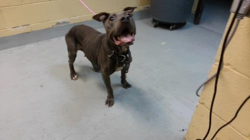 ANGEL CAKE - Pit Bull Terrier available for adoption