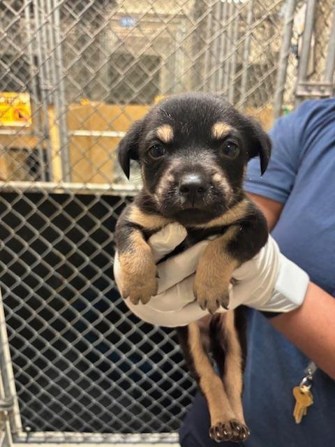 FUSILLI - Doberman Pinscher available for adoption