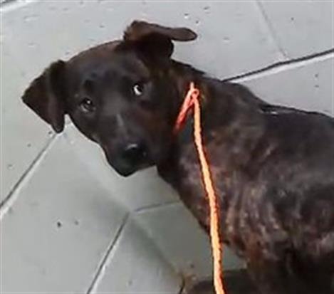 RENA - German Shepherd Dog available for adoption