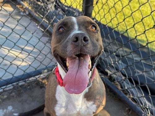 ACORN - Pit Bull Terrier available for adoption