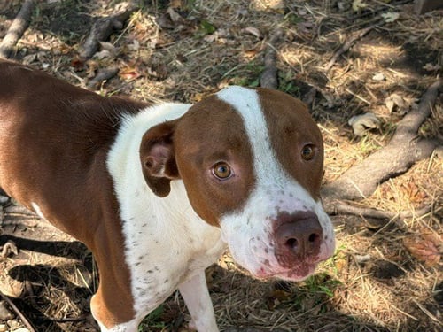 HUNTER - Pit Bull Terrier available for adoption