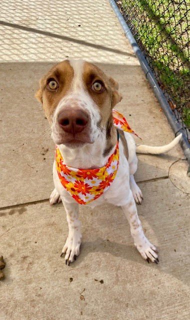 SAMMY - Pointer available for adoption