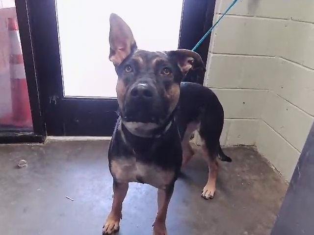 BAILEY - German Shepherd Dog / Pit Bull Terrier available for adoption