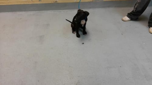 TWILIGHT - Pit Bull Terrier available for adoption