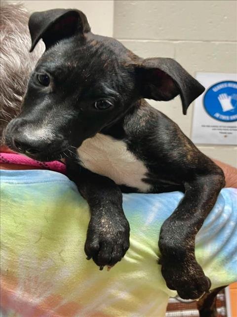 TWILIGHT - Pit Bull Terrier available for adoption