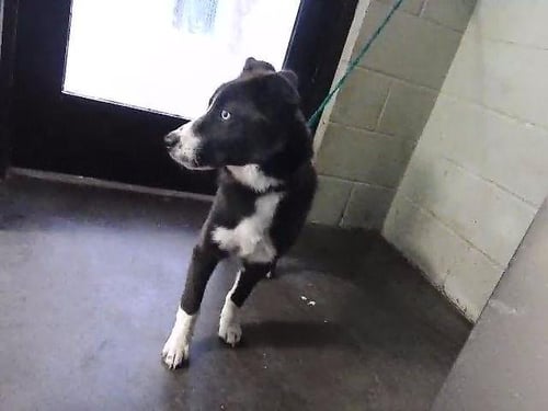 COOL WHIP - Border Collie available for adoption