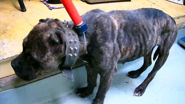 ARABELLA - Pit Bull Terrier available for adoption