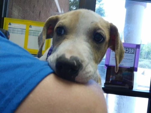 JIMMY - Boxer available for adoption