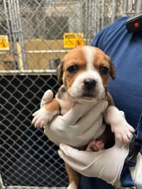 ANGEL HAIR - Photo 1