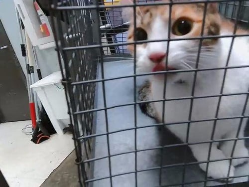MAZIE - Domestic Short Hair available for adoption