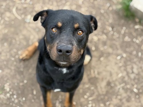 PINE - Rottweiler available for adoption