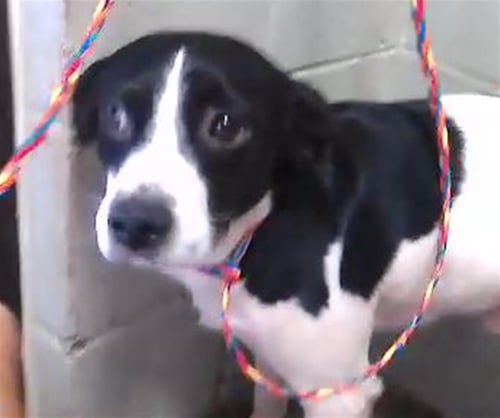TRAIL - Border Collie available for adoption