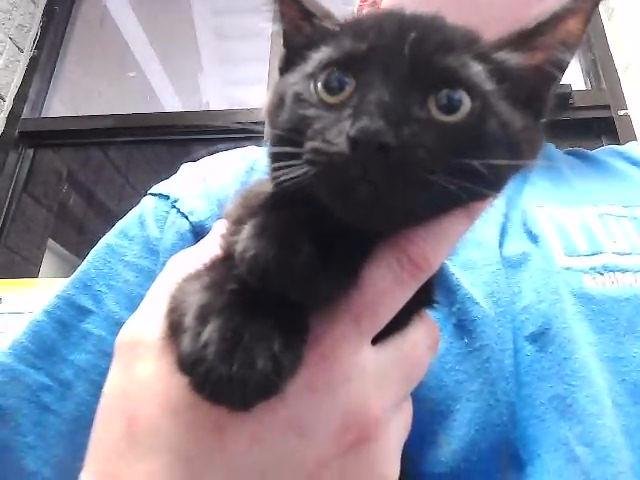 STARFIRE - Domestic Short Hair available for adoption