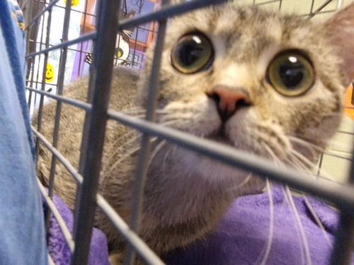 KACIE - Domestic Short Hair available for adoption