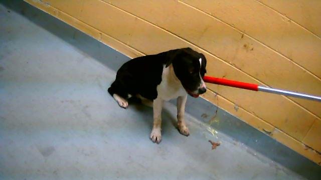 CHAR - Pit Bull Terrier available for adoption