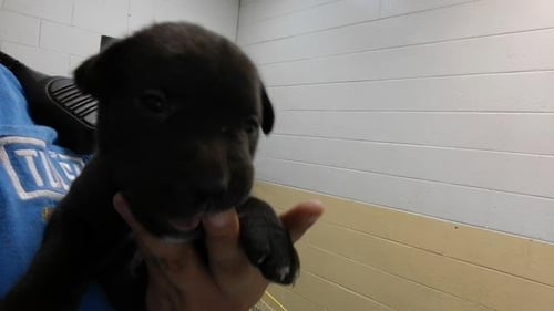 SABITH - Labrador Retriever / Pit Bull Terrier available for adoption