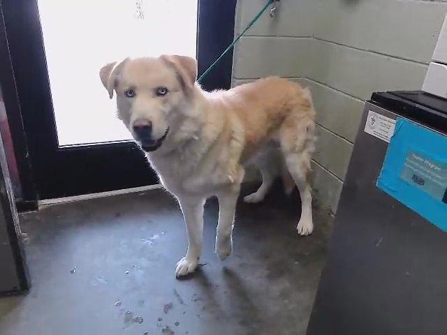 DANTE - Husky available for adoption