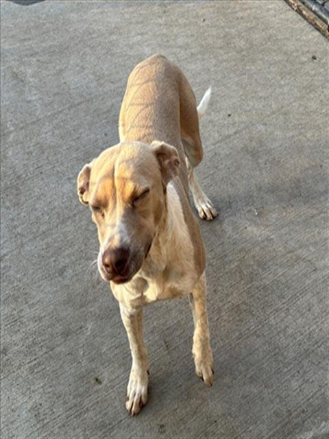 ADDIE MAE - Pit Bull Terrier available for adoption