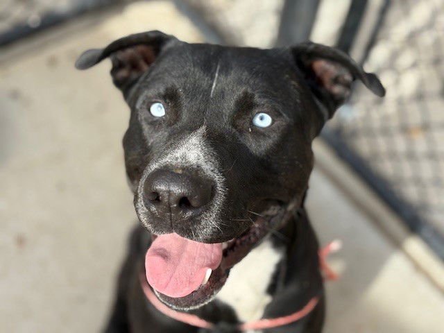 BOWZER - Pit Bull Terrier available for adoption