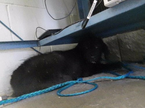 DIZZY - Poodle (Standard) available for adoption