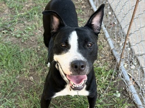 HESTIA - Pit Bull Terrier available for adoption