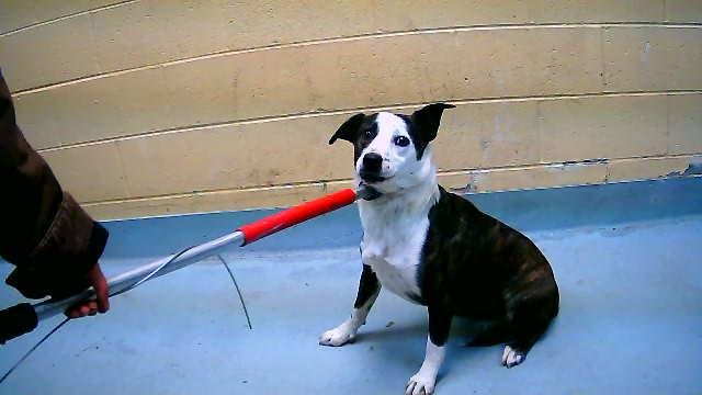 TWIN - Boxer / Pit Bull Terrier available for adoption