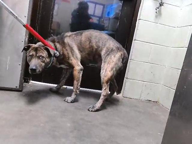 MUSHU - Dutch Shepherd available for adoption