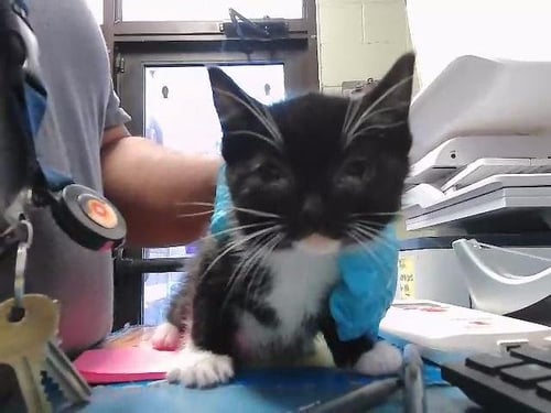 TINY - Domestic Medium Hair available for adoption