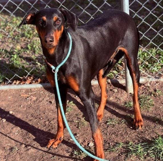 SONRISA - Doberman Pinscher available for adoption