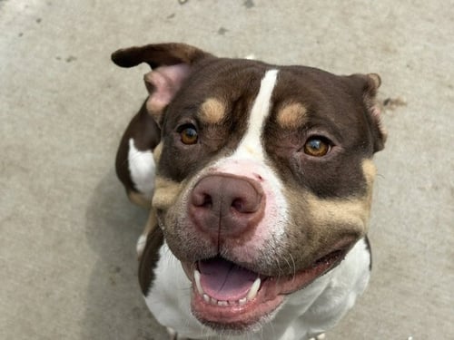 OCHO - Pit Bull Terrier available for adoption