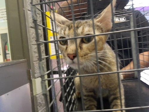 A184808 - Domestic Short Hair available for adoption