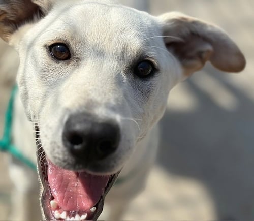 MUNCH - Labrador Retriever available for adoption