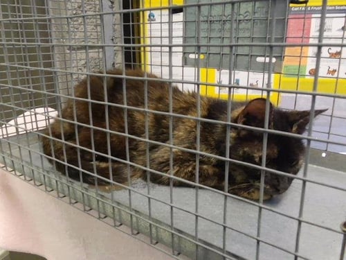 VALLEY - Domestic Short Hair for adoption in Broken Arrow