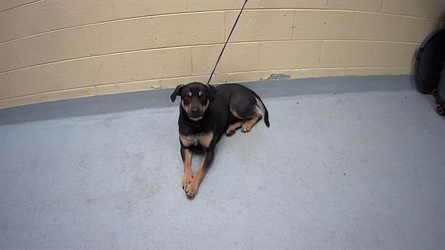 SKITTLES - Doberman Pinscher available for adoption