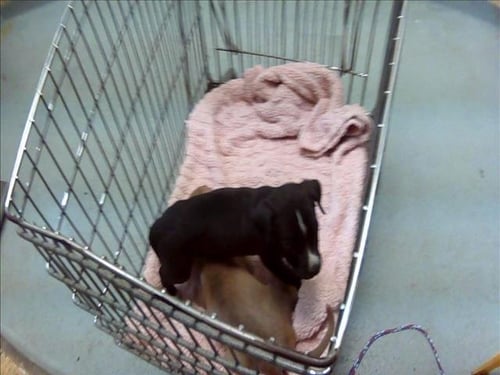 TOE - Pit Bull Terrier available for adoption
