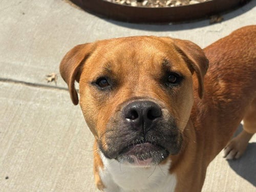 RUSTY - Labrador Retriever / Boxer available for adoption
