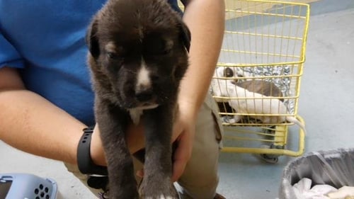 DAY - Labrador Retriever / Pit Bull Terrier available for adoption