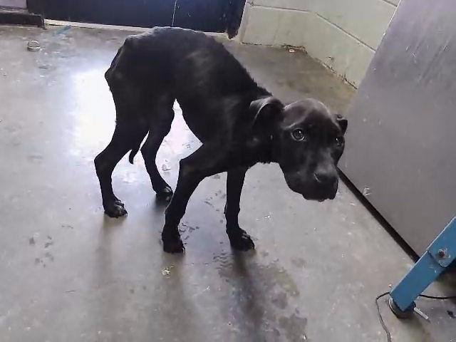 BATTY - Labrador Retriever available for adoption