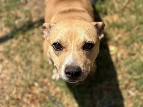 CORA - Rat Terrier available for adoption