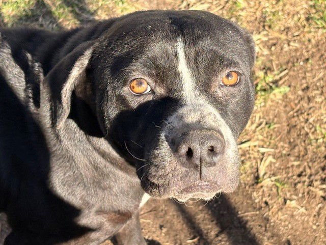 ALLY - Pit Bull Terrier available for adoption