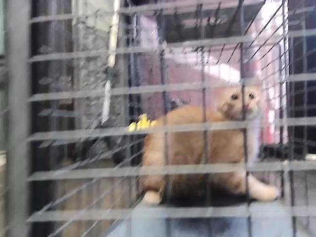 ROB - Domestic Short Hair available for adoption