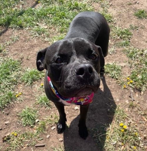 NOVA - Pit Bull Terrier available for adoption