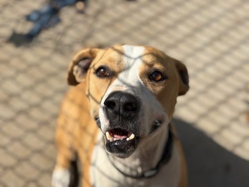 PIPER - Labrador Retriever available for adoption