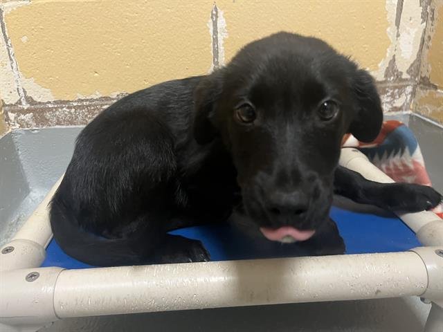 MRS CLAUS - Labrador Retriever available for adoption