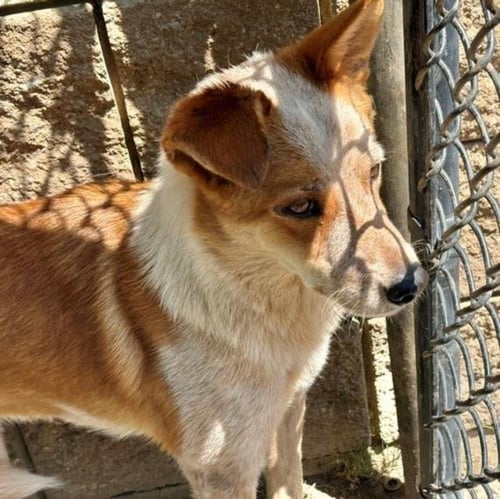 HAMBURGER HELPER - Australian Cattle Dog/Blue Heeler available for adoption